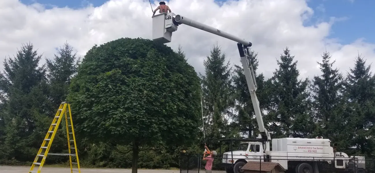 Branches Tree Service
